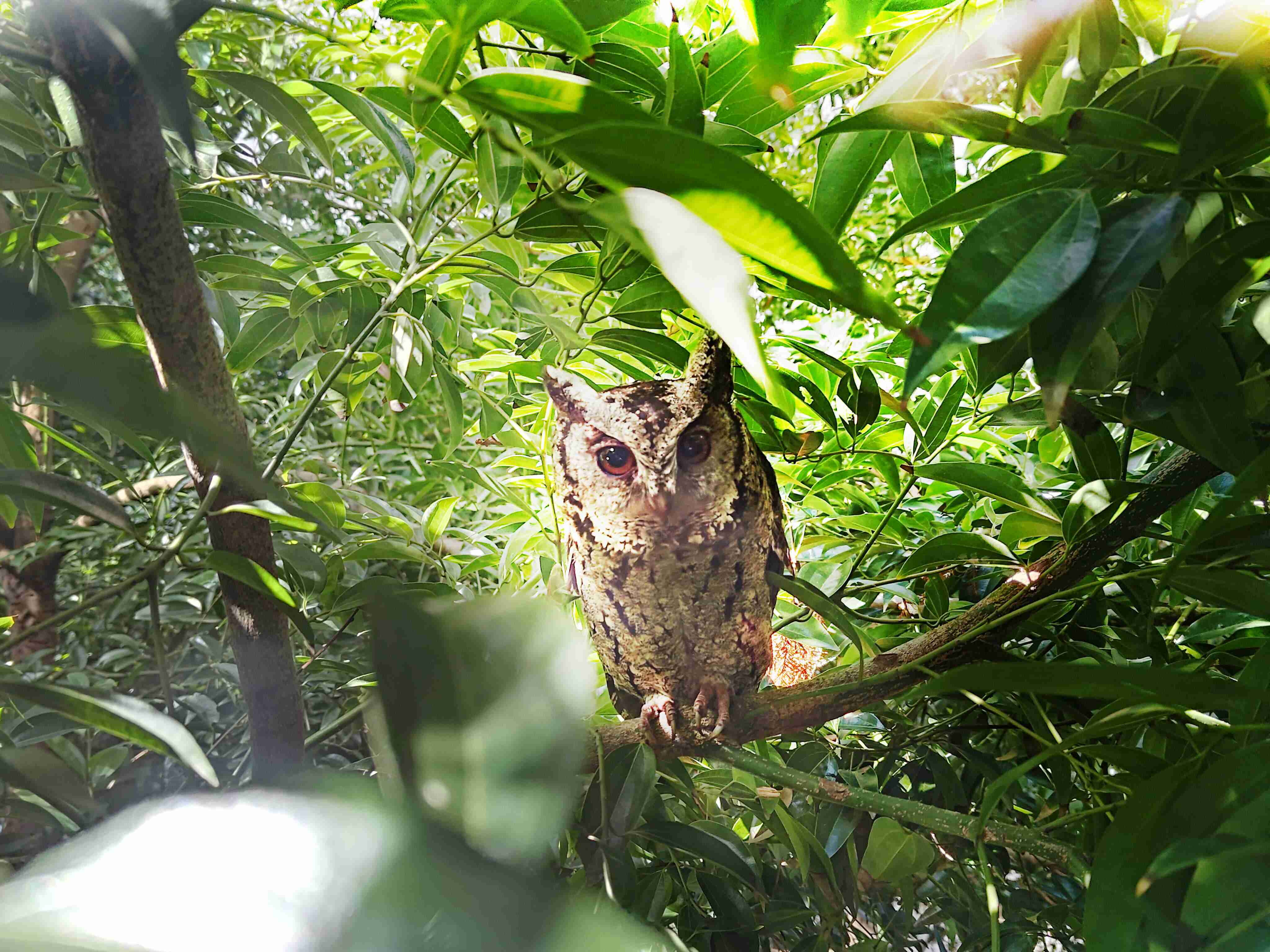 尊龙z6致力提倡净零绿生活，，，16年以来在全球各厂区植树逾百万棵，，造就各厂区树木蔚然成林，，，，犹如森林工厂，，，成为许多生物的栖息地